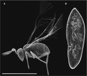 Extreme reduction in body size in an insect. (A) SEM of an adult Megaphragma mymarip- enne parasitic wasp. (B). The protozoan Para- mecium caudatum for comparison. The scale bar is 200 mm. Adapted from [5].